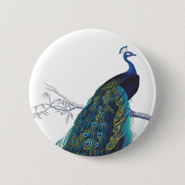 Blue Peacock with beautiful tail feathers 6 Cm Round Badge (Front)