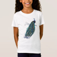 Blue Peacock with beautiful tail feathers