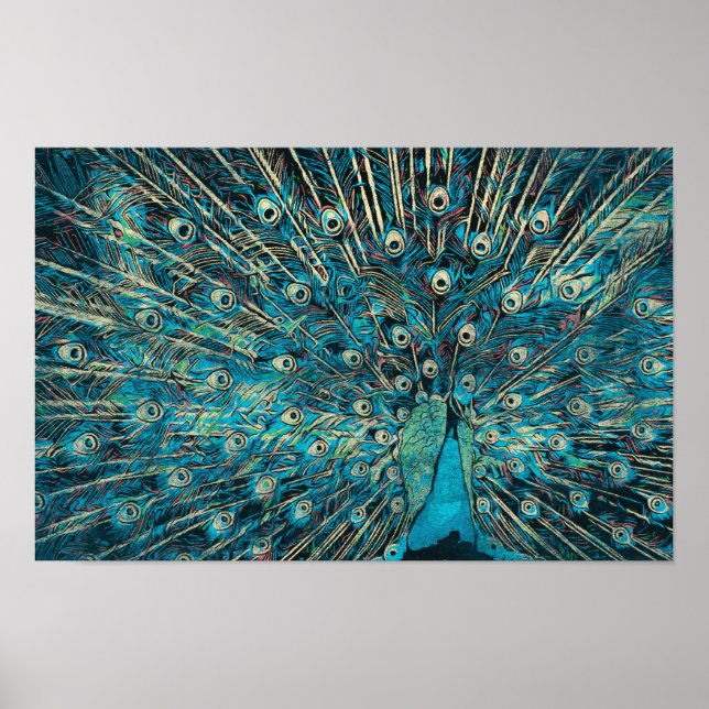 blue peacock with unfold tail poster (Front)