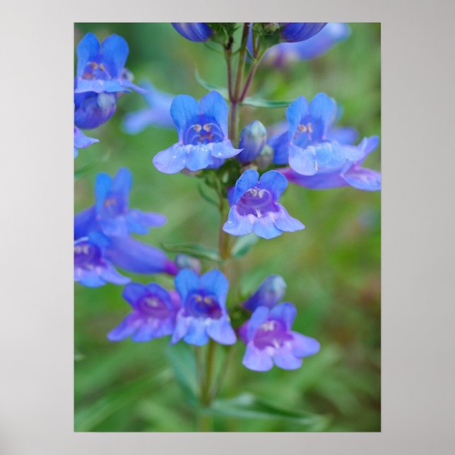 Blue Penstemon Flowers Poster (Front)