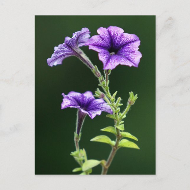 Blue Petunia Postcard (Front)