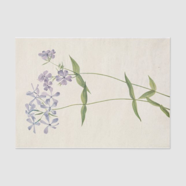 Blue Phlox by Mary Vaux Walcott Tissue Paper (Front)