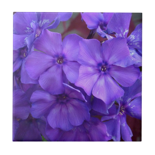 Blue Phlox Flowers Tile (Front)