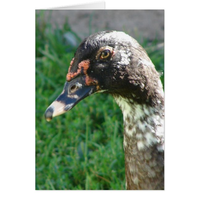 Blue Pied Muscovy Drake (Front)