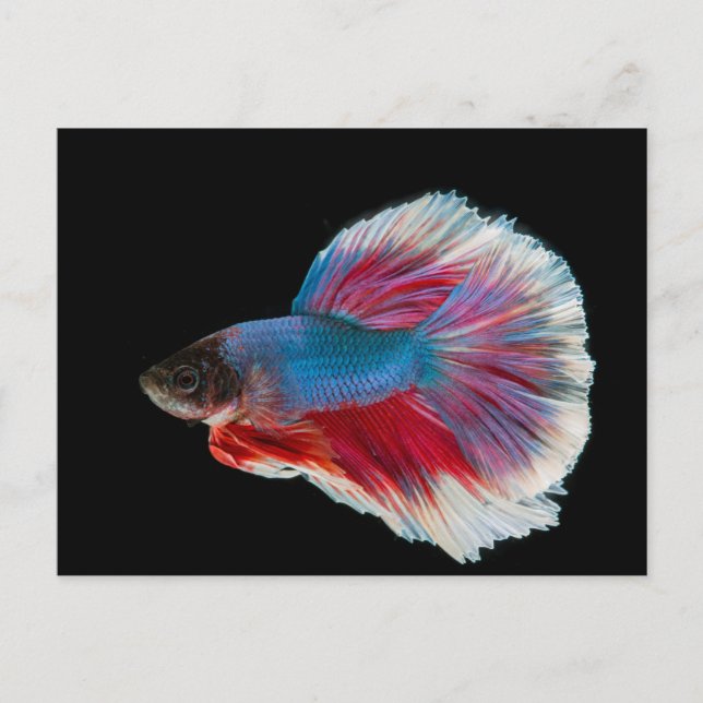 Blue, Pink, and White Betta Fish Postcard (Front)