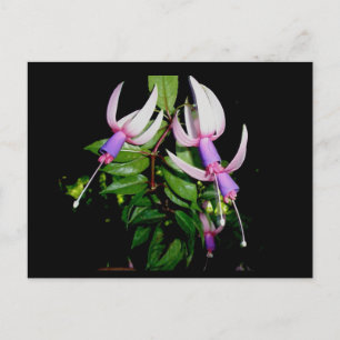 Blue & Pink Fushia Postcard