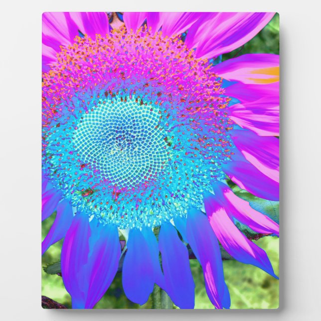 Blue pink retro funky sunflower photo plaque (Front)