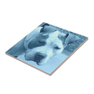 Blue Pit Bull Photo Tile