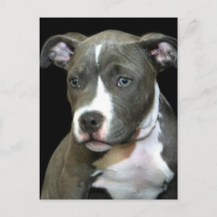 Blue Pitbull Puppy Postcard