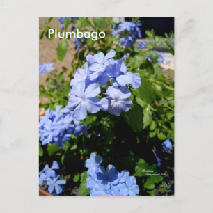 Blue Plumbago Flowers Postcard