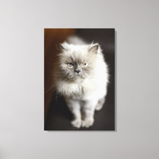 Blue Point Himalayan Cat looking irritated Canvas Print