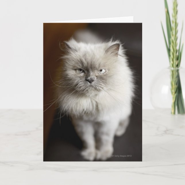 Blue Point Himalayan Cat looking irritated Card (Front)