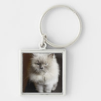 Blue Point Himalayan Cat looking irritated