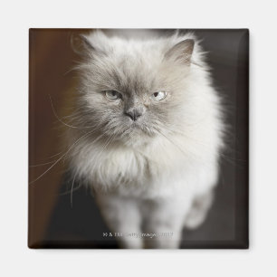 Blue Point Himalayan Cat looking irritated Magnet