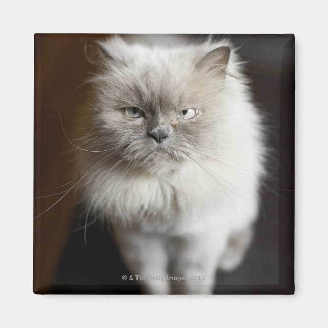 Blue Point Himalayan Cat looking irritated Magnet (Front)