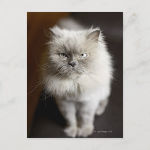 Blue Point Himalayan Cat looking irritated Postcard