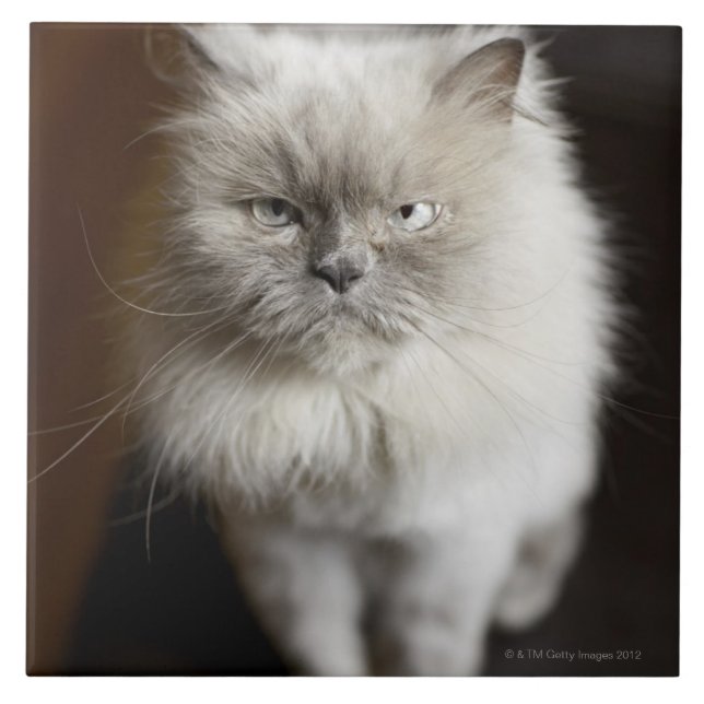 Blue Point Himalayan Cat looking irritated Tile (Front)