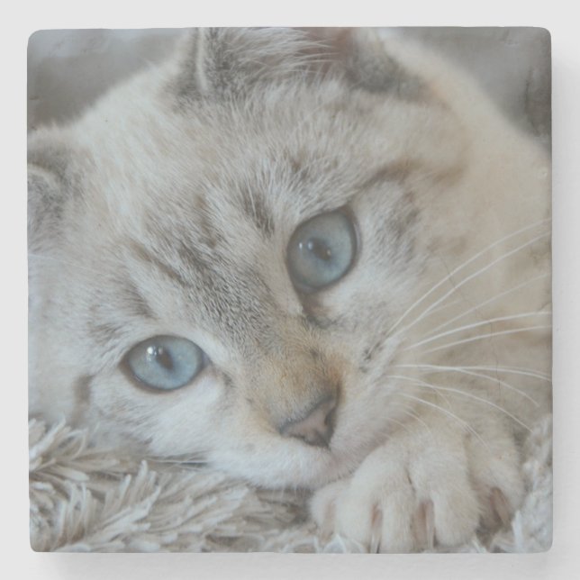 Blue Point Siamese Cat Stone Coaster (Front)