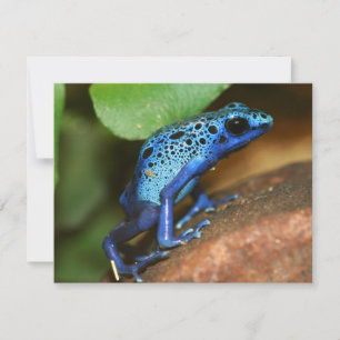 blue poison arrow frog