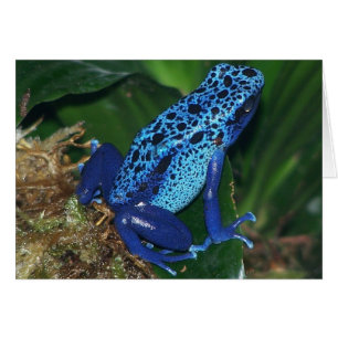 Blue Poison Arrow Frog Portrait