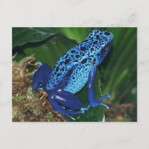 Blue Poison Arrow Frog Portrait Postcard