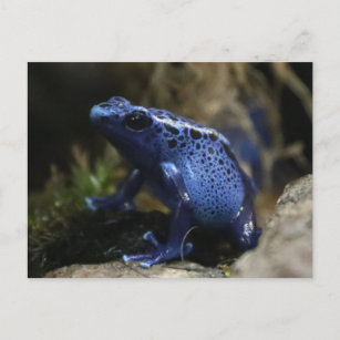 Blue Poison Arrow Frog Postcard