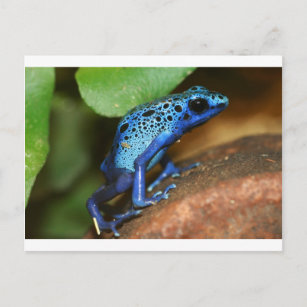 blue poison arrow frog postcard