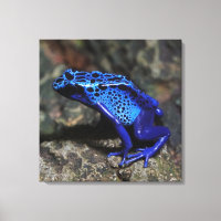 Blue Poison Dart Frog, Bright Blue Frog