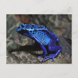 Blue Poison Dart Frog, Bright Blue Frog Postcard