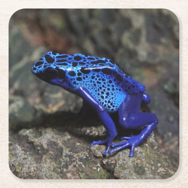 Blue Poison Dart Frog, Bright Blue Frog Square Paper Coaster (Front)