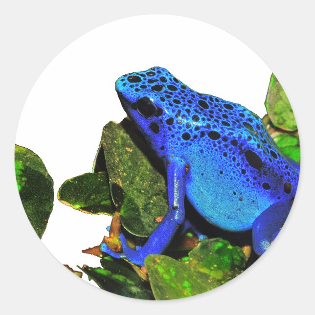 Blue Poison Dart Frog Classic Round Sticker (Front)