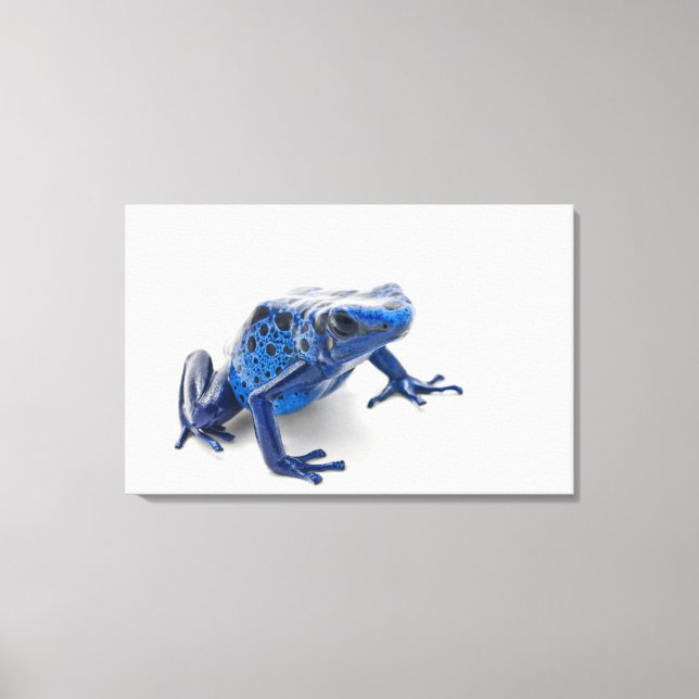 Blue Poison Dart Frog (Dendrobates Tinctorius) Canvas Print (Front)
