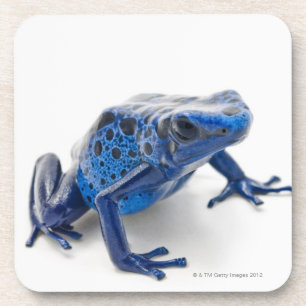 Blue Poison Dart Frog (Dendrobates Tinctorius) Coaster