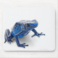Blue Poison Dart Frog (Dendrobates Tinctorius)