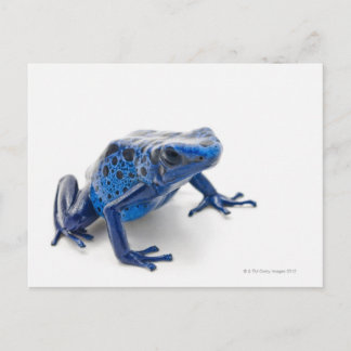Blue Poison Dart Frog (Dendrobates Tinctorius) Postcard