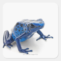 Blue Poison Dart Frog (Dendrobates Tinctorius)