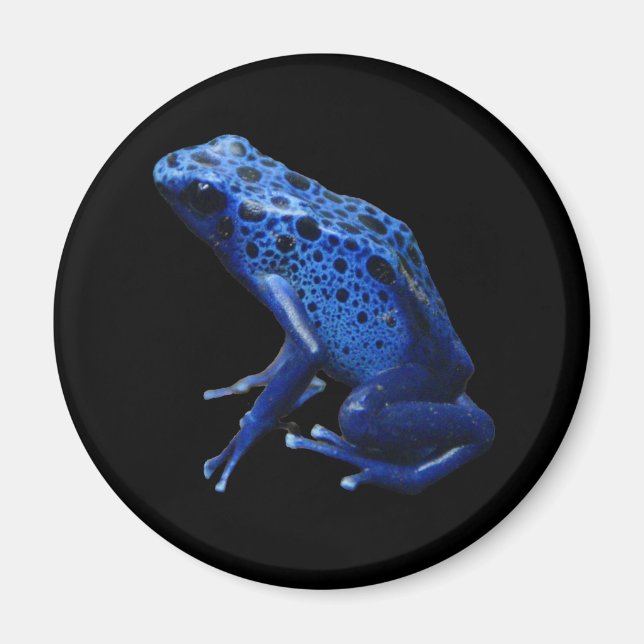 Blue Poison Dart Frog Magnet (Front)