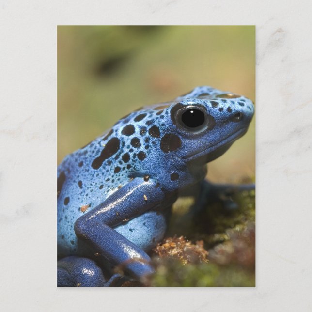 Blue Poison Dart Frog Postcard (Front)