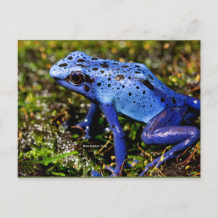 Blue Poisonous Frog Postcard