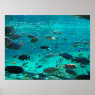 Blue pool of cichlids swimming around design poster