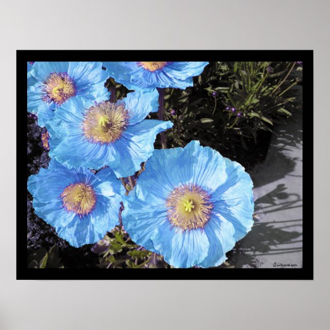 Blue Poppies Poster Prints (Front)