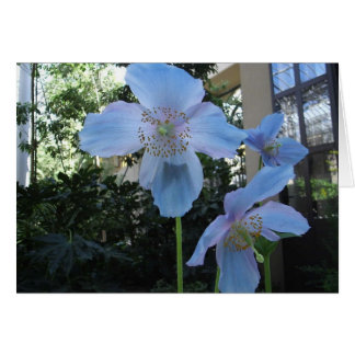 Blue Poppy