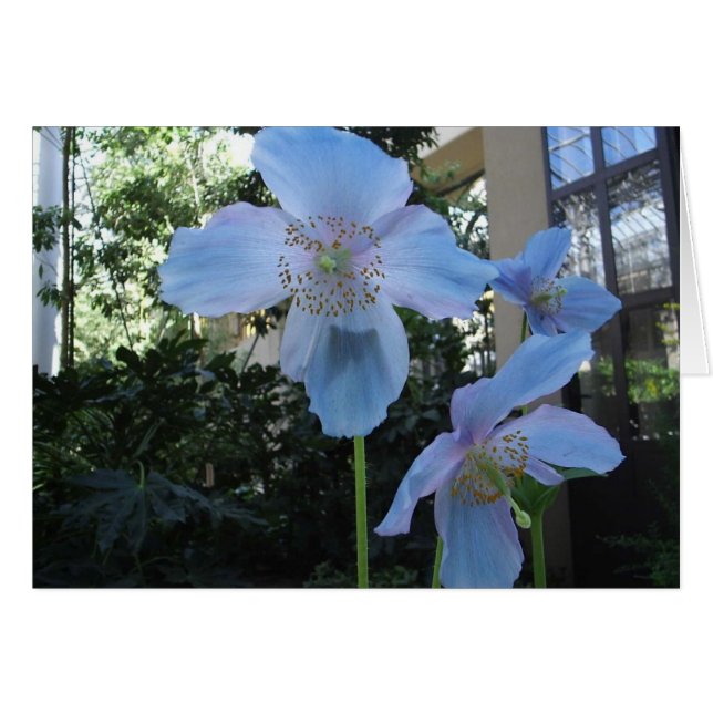 Blue Poppy (Front Horizontal)