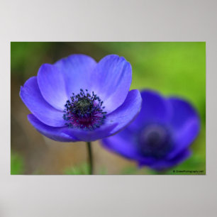 Blue Poppy Flowers Poster