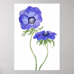 blue purple anemone flowers watercolor poster