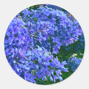 Blue purple lilacs romantic blue floral photo classic round sticker
