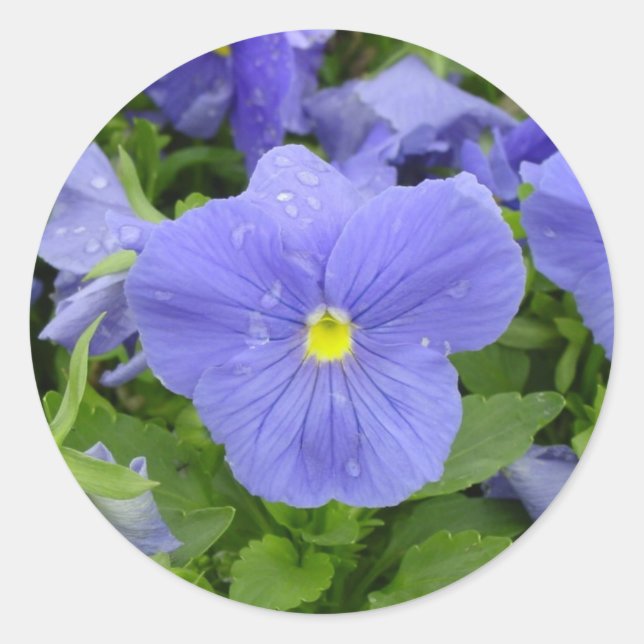 Blue/Purple Pansy Sticker (Front)