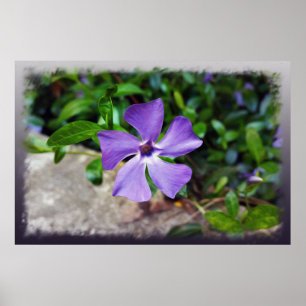 Blue purple petals poster