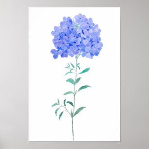blue purple Plumbago auriculata flower water color Poster
