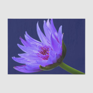 Blue Purple Water Lily Tissue Paper Gift Wrap
